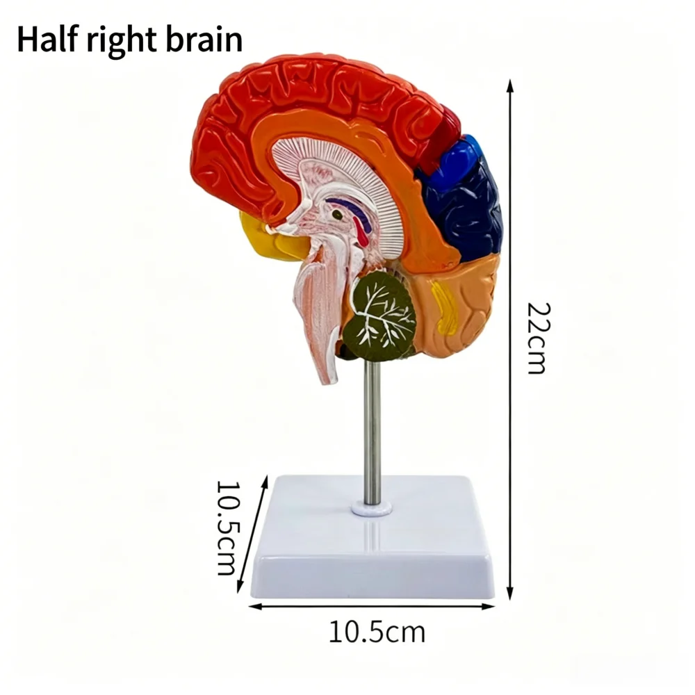 Half Color Division Brain Anatomy Model for Science Study Display Teaching Medical Model