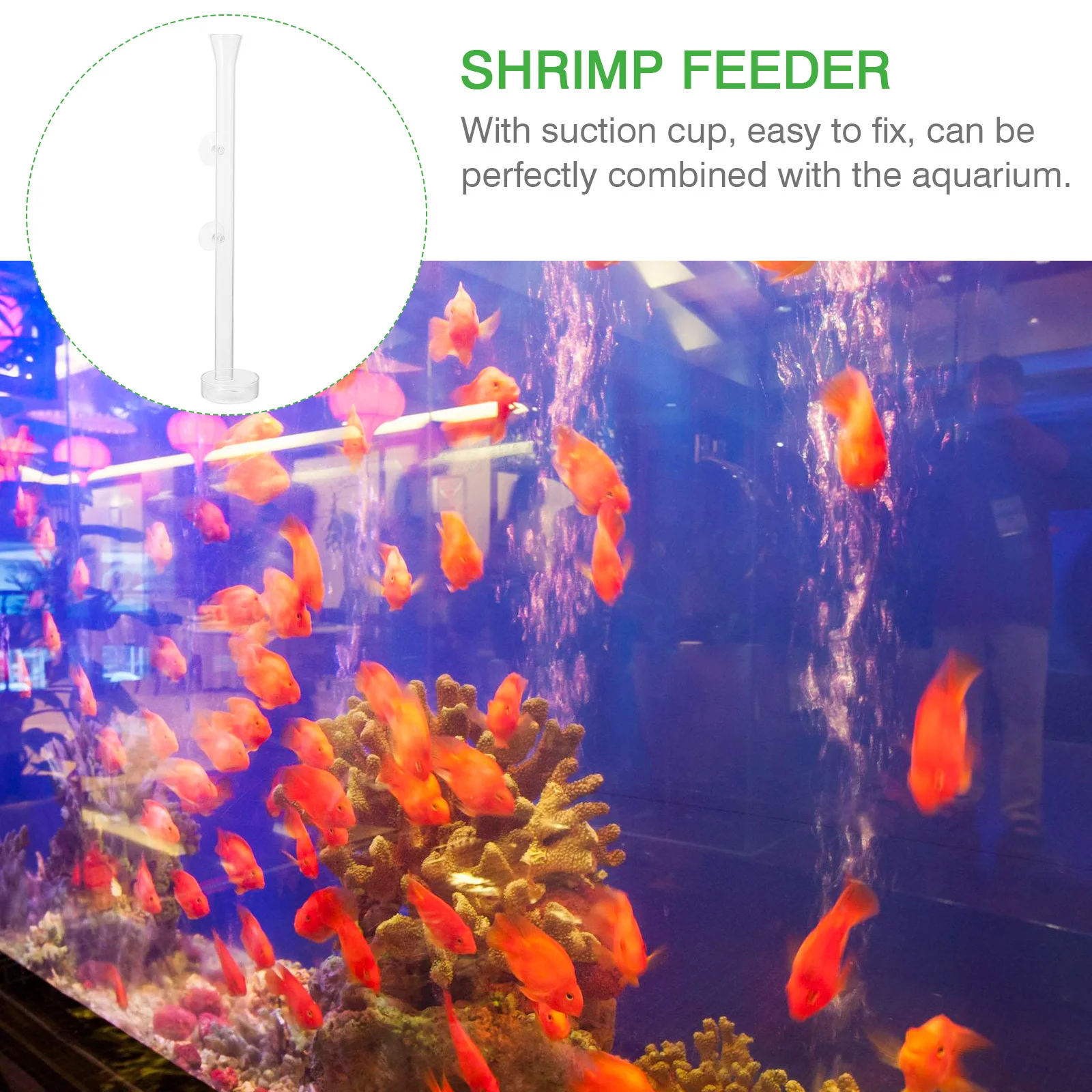 

1Set Shrimp Feeder Glass 25Cm Tube Feeding Plate Wear-Resistant Transparent Design for Dwarf Cherry Crystal Red Shrimp Fish Tank