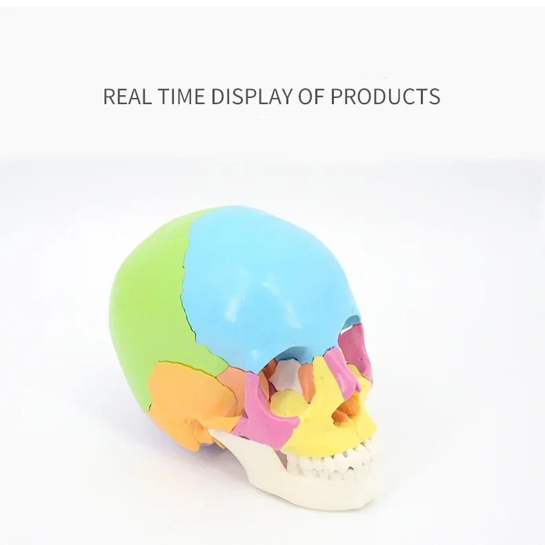 Медицинская цветная модель человеческого черепа 1:1, разборка и сборка 22-х частных обучающих образцов