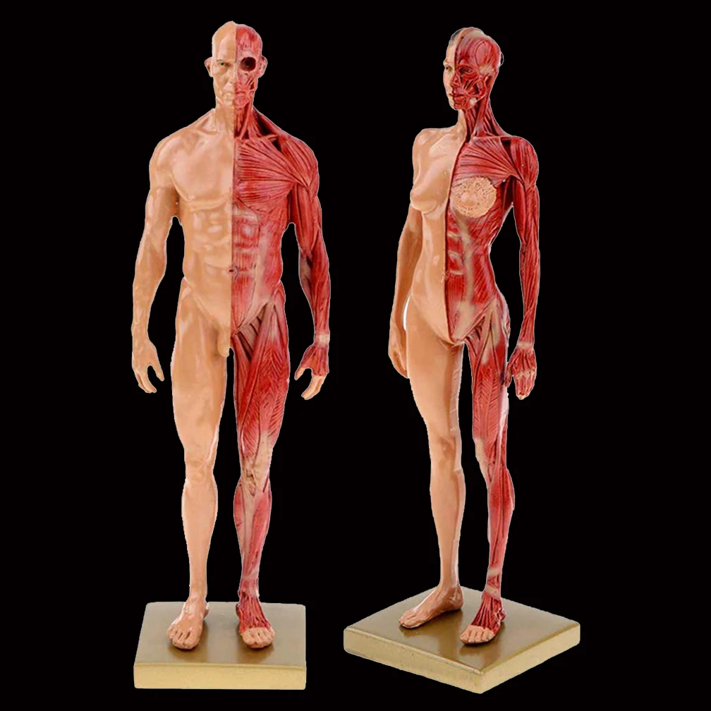 30cm Resin Human Anatomy Muscle Skeleton Model Male Female Dropshipping Wholesale