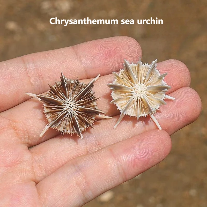 

Натуральная маленькая скамейка из ракушек, хризантема, морской ежечин, морской камень, цветок, аквариум, ландшафтный дизайн, украшение, редкая коллекция, образец