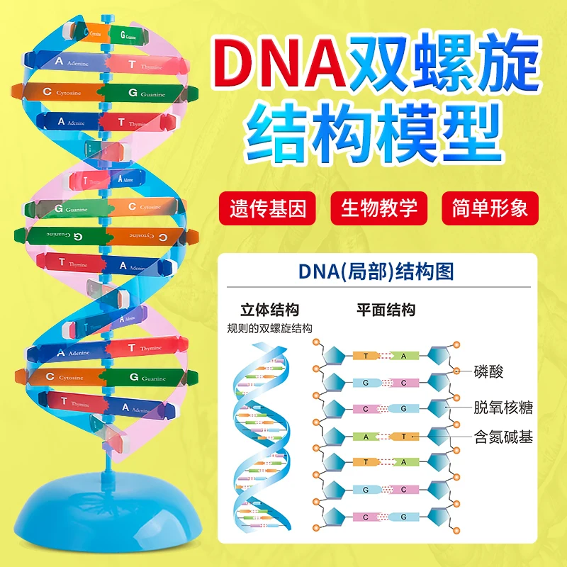 DNA Molecular Model Double Helix Structure Model Component Chromosome Structure Model CGAT Base Pairs