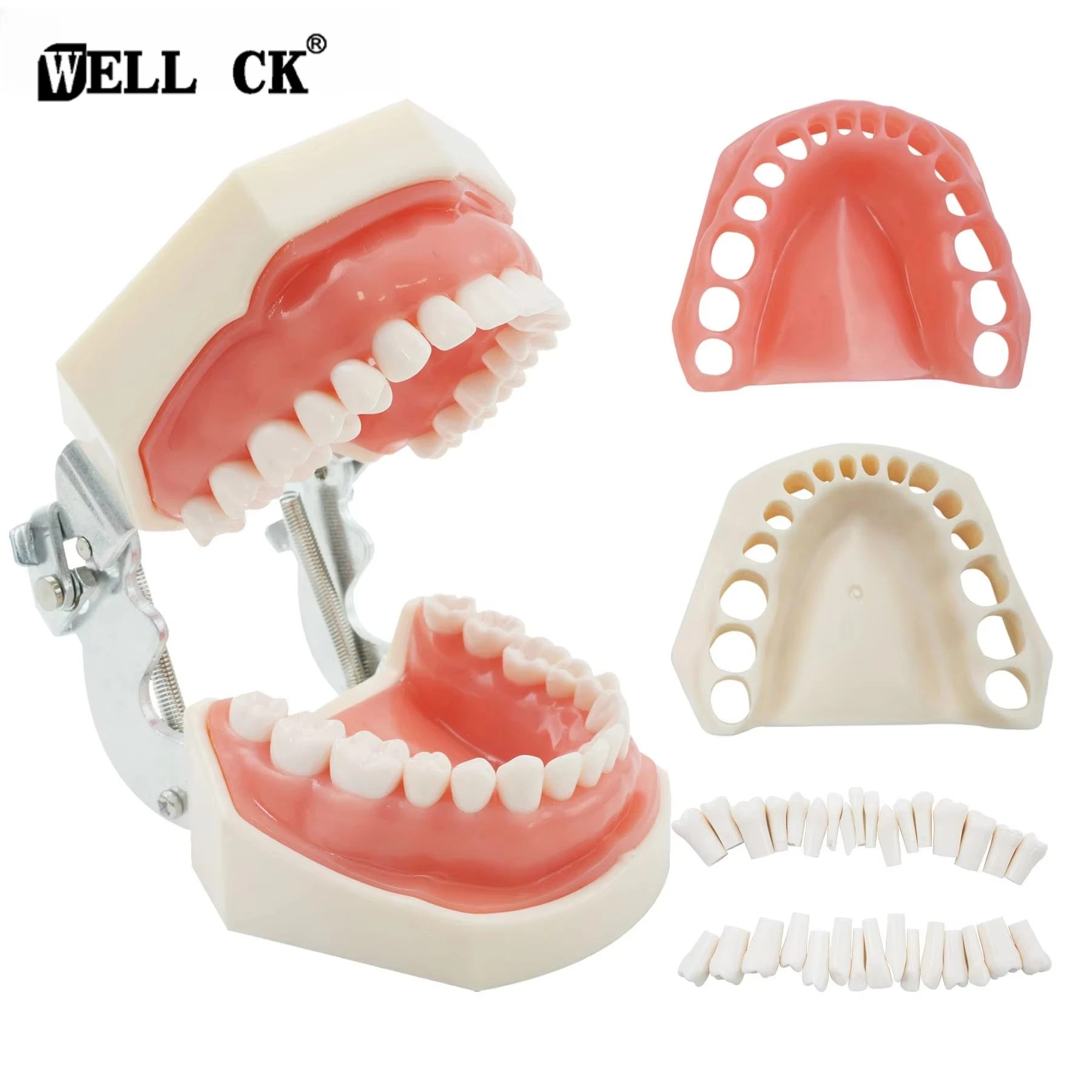 WELLCK 28/32  Teeth Model Dental Model Practice Jaw Typodont Head Model Teeth Teaching Model With Soft Gum Practice Display
