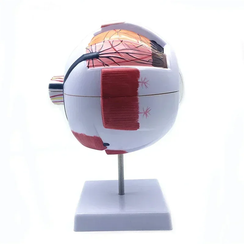 Human Eyeball Model Eye Magnification Mode l Eye Anatomy Mod el School Teacher Guides Human Eyeball Teaching Models Medicine