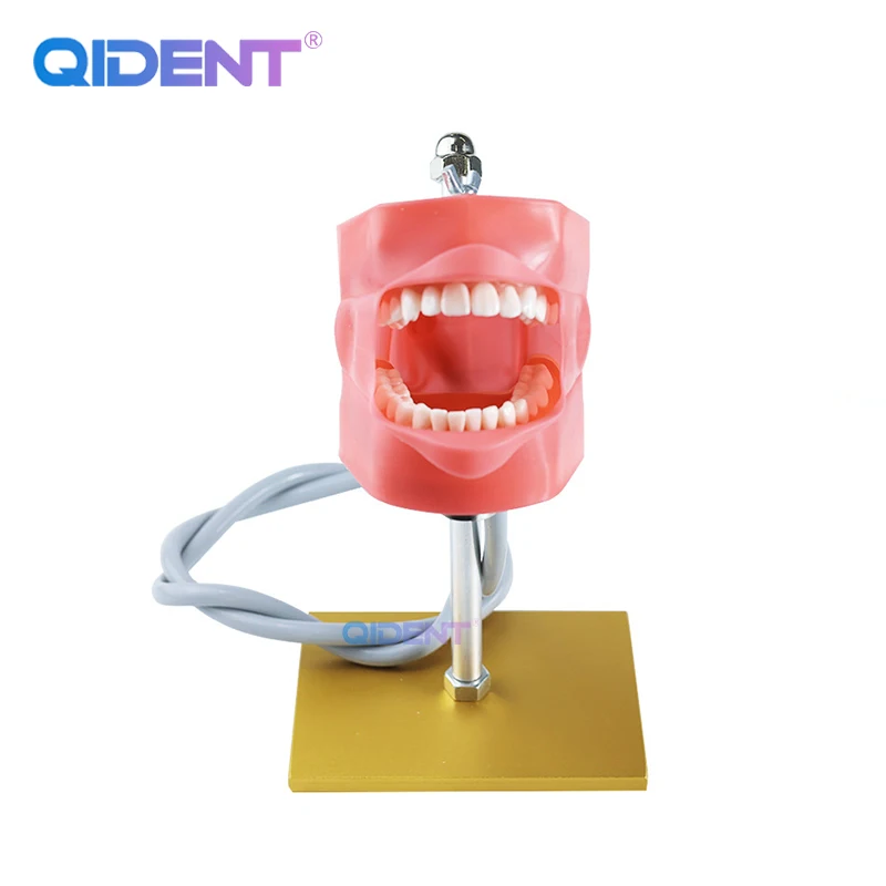 Dental Training Model Simple Head With Replaceable Teeth For Medical Training