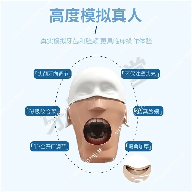Dental oral simulation teaching model head mold removable root canal shoulder clamp table strap insert rod