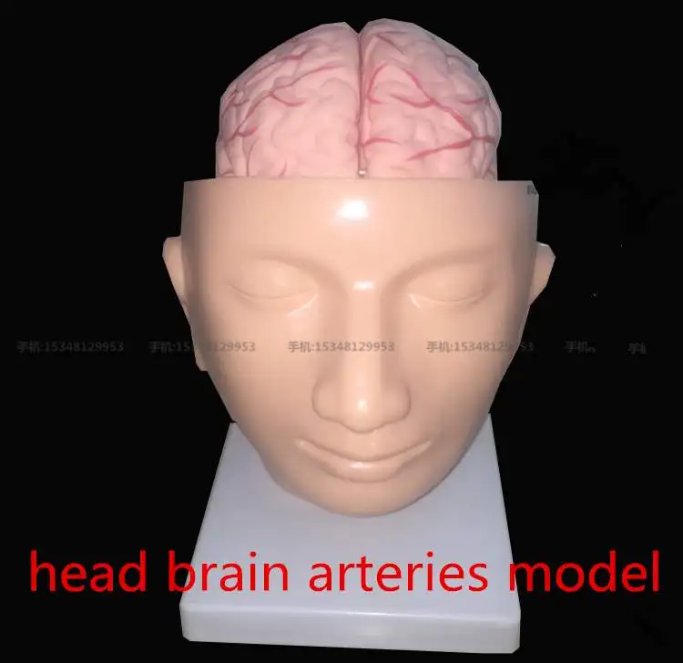 

Teaching model head brain anatomical model natural size Advanced brain with arteries on head model, brain with arteries model