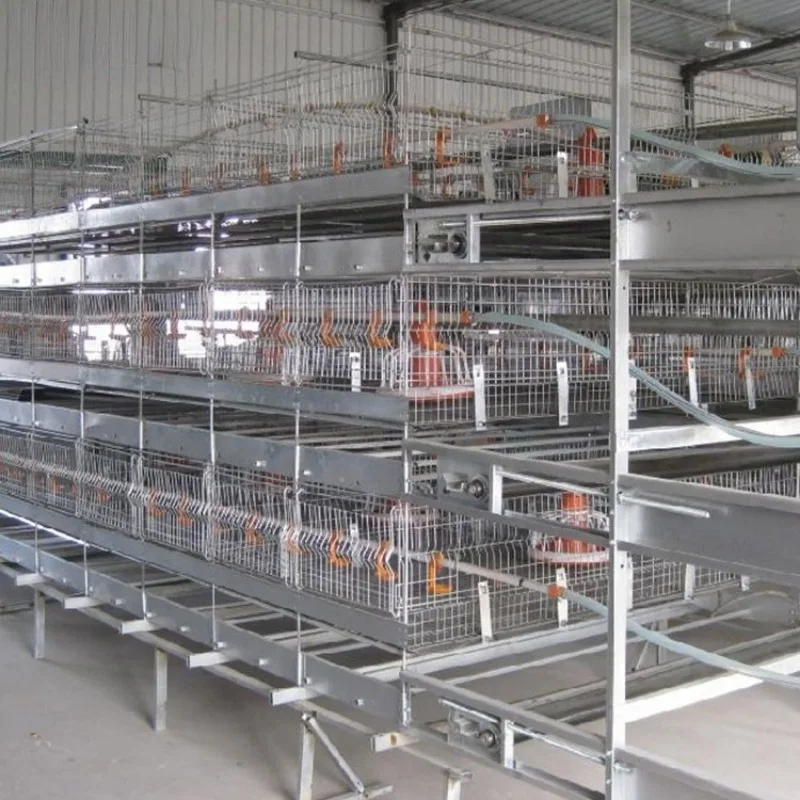 Modern design H/A type chicken coop broiler cages with automatic battery feeding system