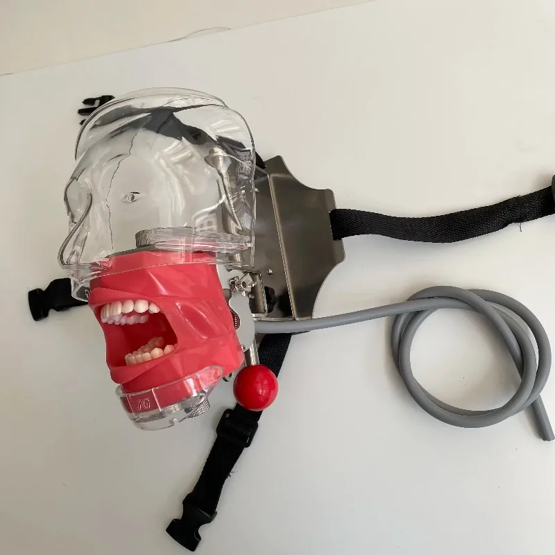 Dentist Use Anatomy Phantom Head Model  Laboratory Tools And Equipment For Education