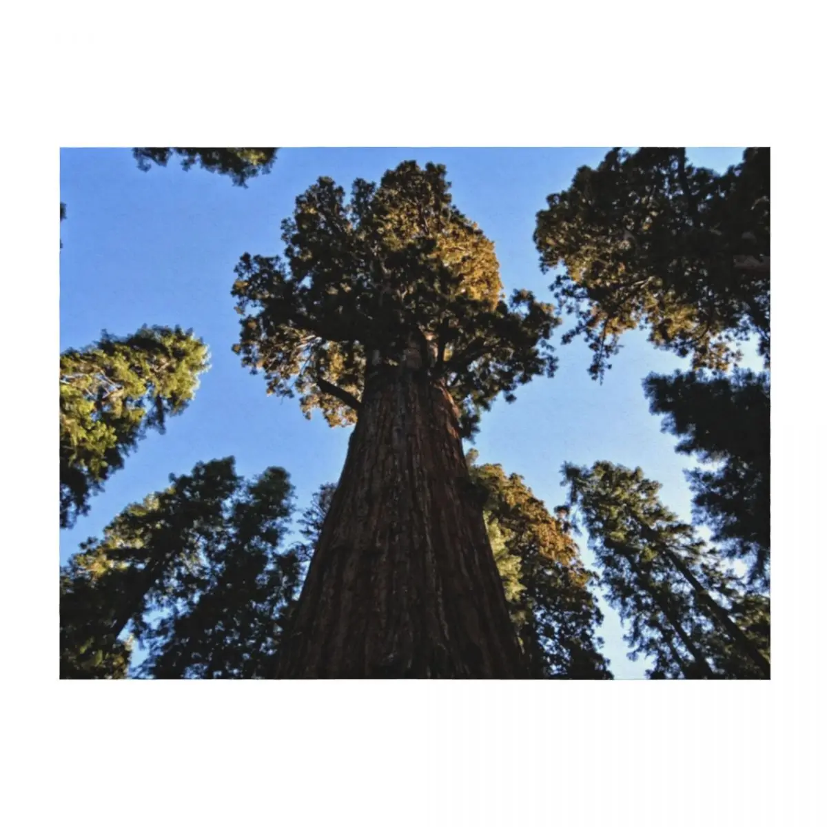 

Генеральное дерево из красного дерева Шермана в национальном парке Sequoia в Калифорнии. Деревья для путешествий. Плед Мягкие дизайнерские одеяла для диванов.