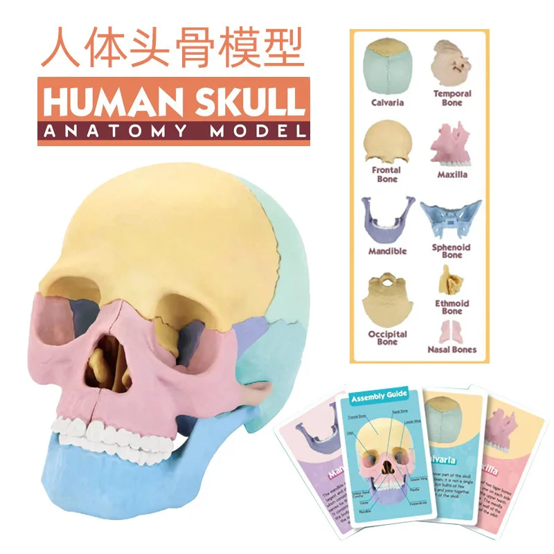 17 Parts 4D Anatomy Moodel Life-sized Colored Human Anatomy Head Skull Toy Assembly Oral Teaching Medical Skeleton Model