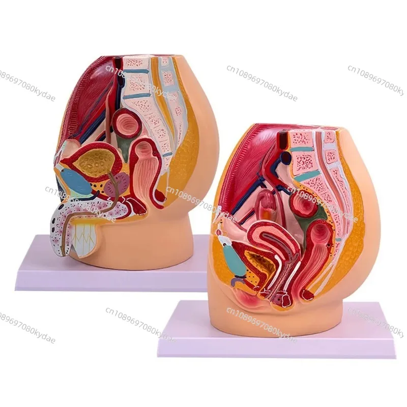 Medical Teaching Model Male Female Reproductive System Sagittal Pelvic Uterus Organ Anatomy