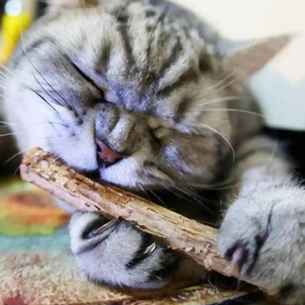 5Pcs Natural Cat Sticks For Cats Natural Catnip Chew Sticks Teeth Molar Chewing Teeth Bite-resistant Toys Pet Toys Products