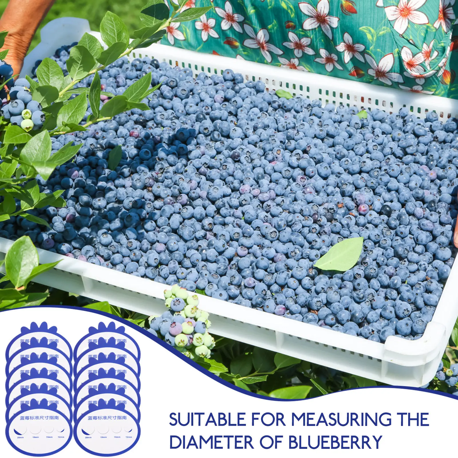 12Pcs Blueberry Measurement Card Diameter Gauge Cards for Blueberry Sorting by Size Fruit Diameter Measuring Card Tool Farm