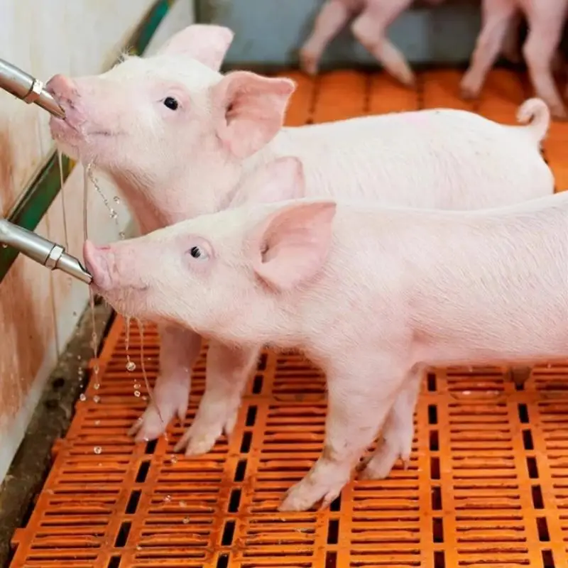 1 Set Pig Drinking Nozzle Automatic Water Feeder Stainless Steel 1 2 Threaded Interface Livestock Drinking Accessory