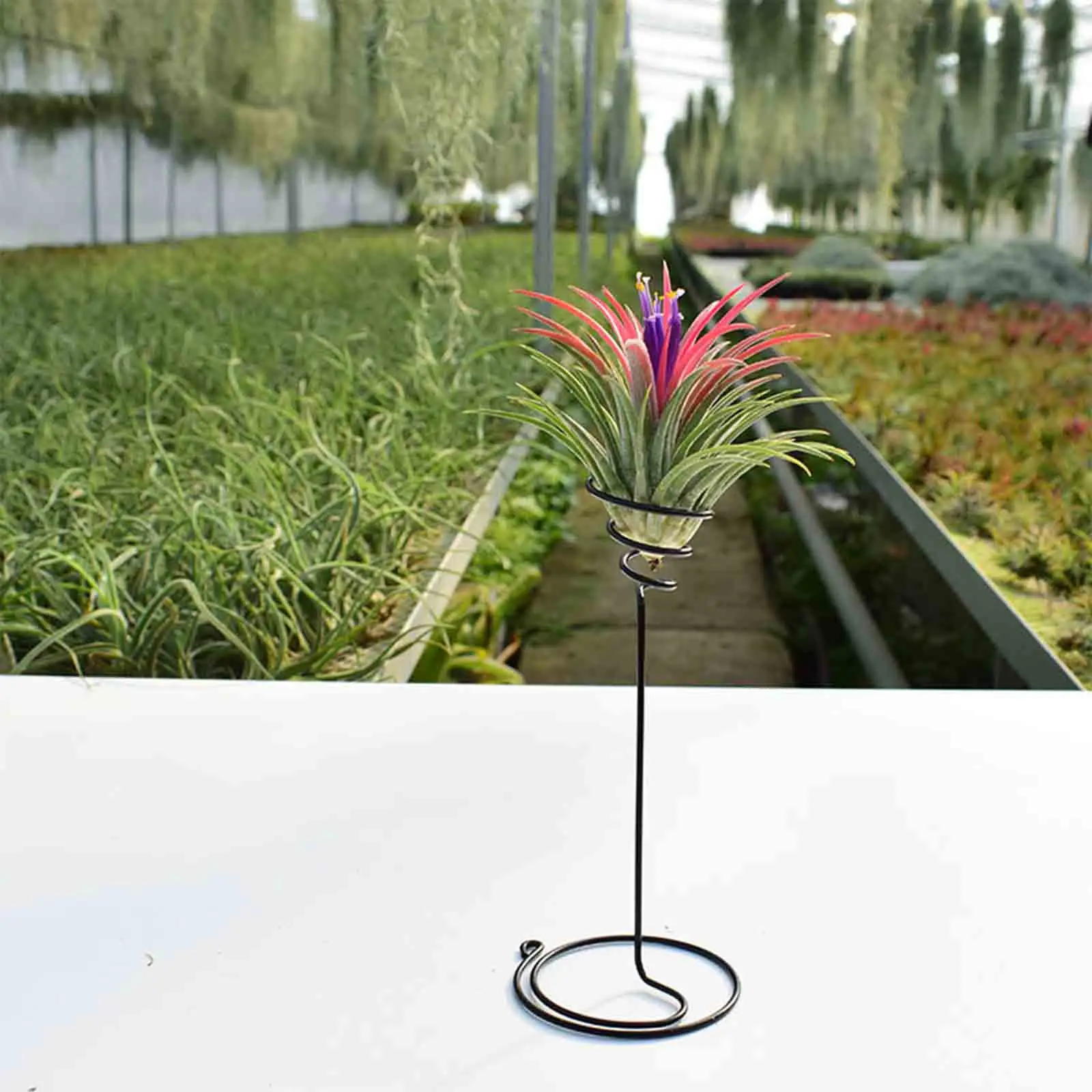 3Pcs Tillandsia Containers Planter Shelves Desktop Dorm Air Plant Holder Stand Tabletop Planter Display House Plants Office Dorm