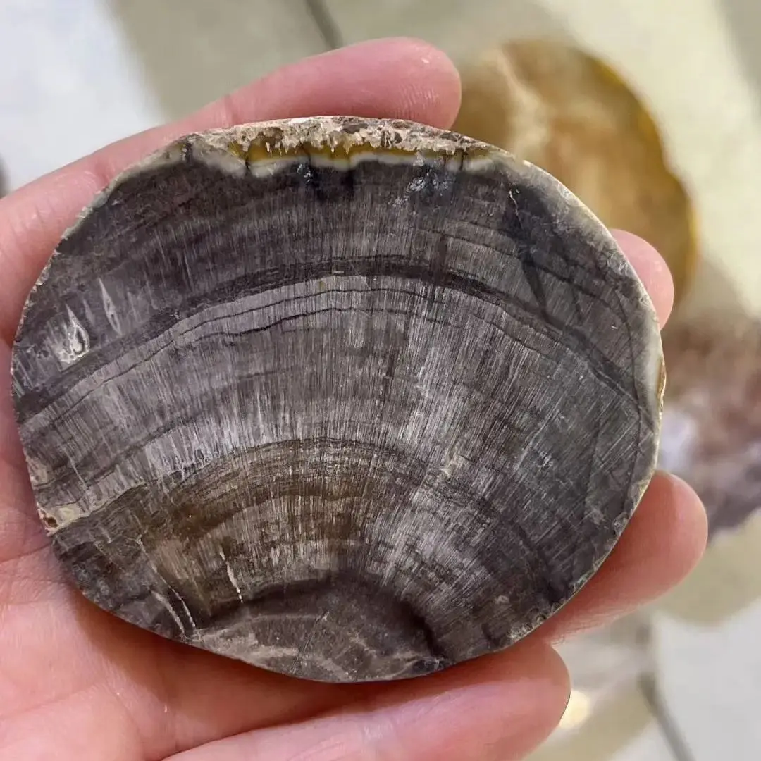 8-12cm Raw Rough Woodstone Slab Decorative Plate Crystal Cute Coasters China Supply Vintage Items Natural Silicified Wood Stone