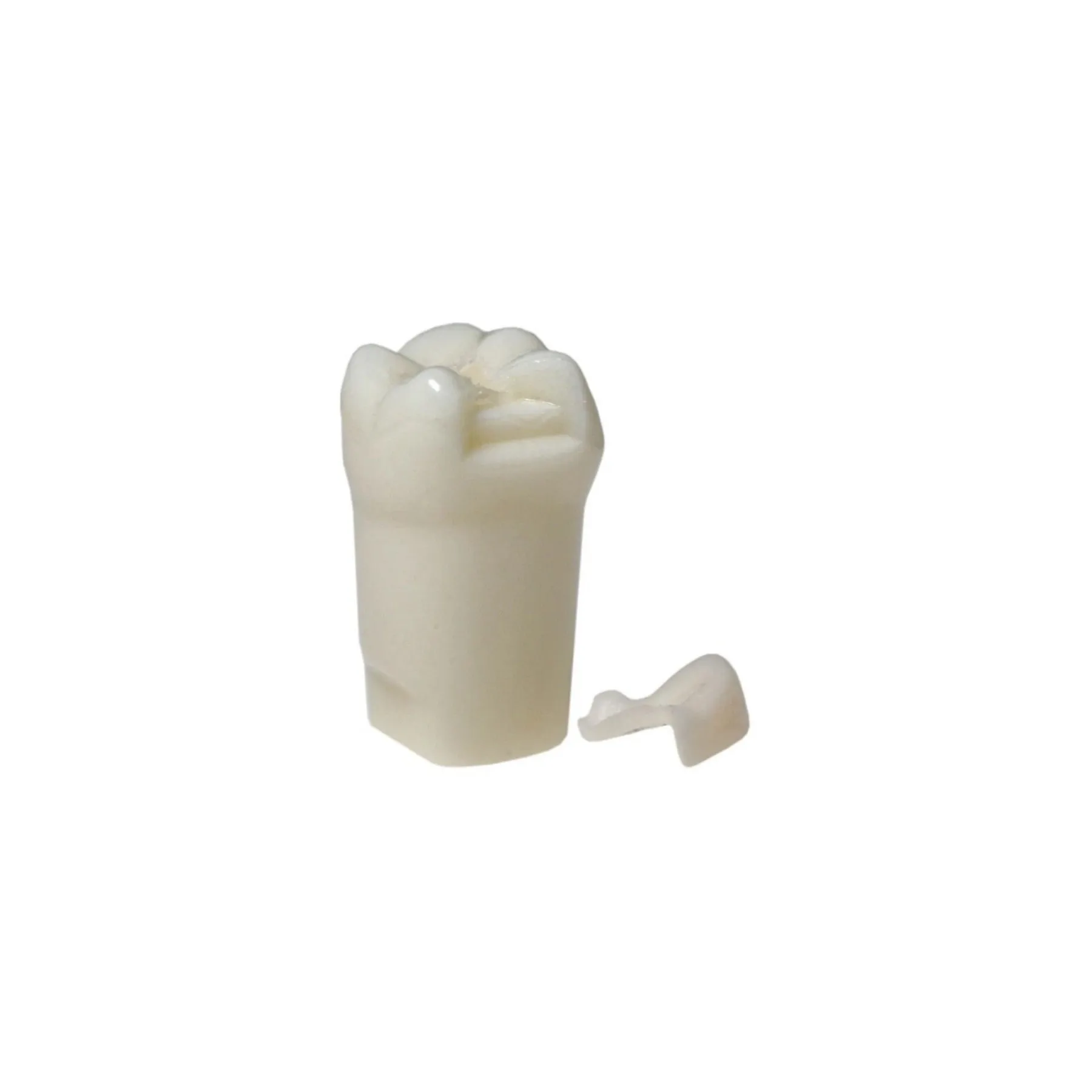Dental Typodont Training Model Pre-Prepped for Filling and Inlay Practice Model