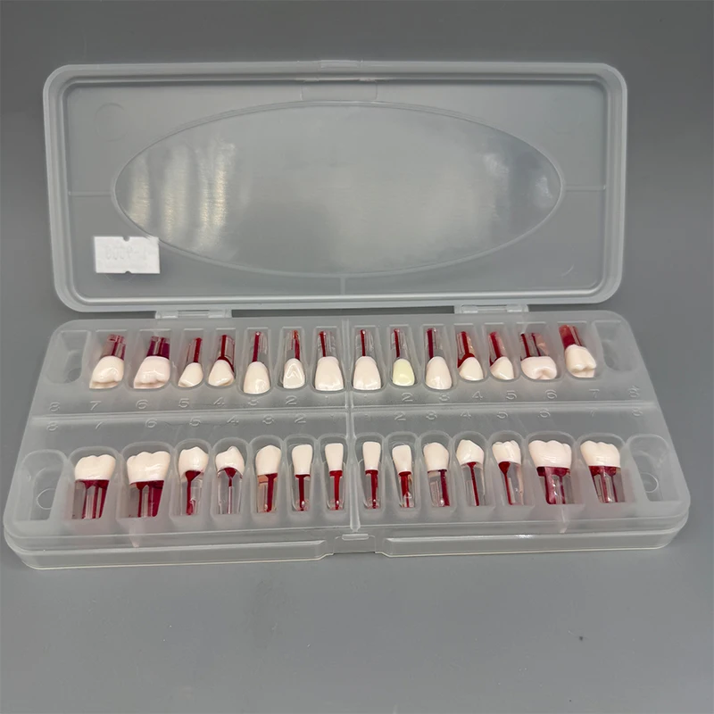 28 pz/set Dentale Endodonzia Denti Modello Bocca Completa Canalare Pratica Modello di Studio Endo Denti Blocco di Formazione