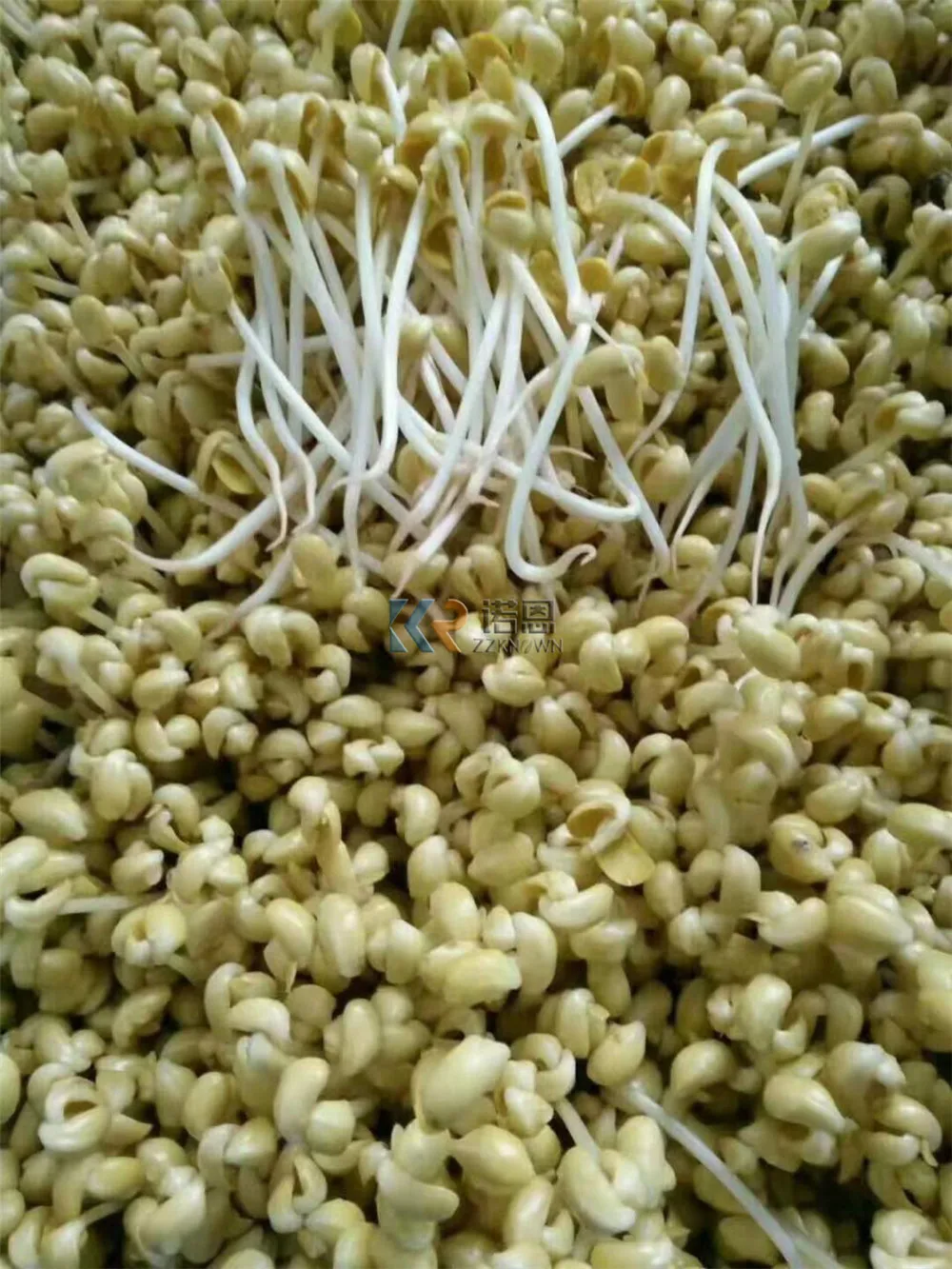 Máquina comercial de broto de feijão, automática, mung, grama, elétrica, controle de temperatura, máquina de cultivo de broto de feijão