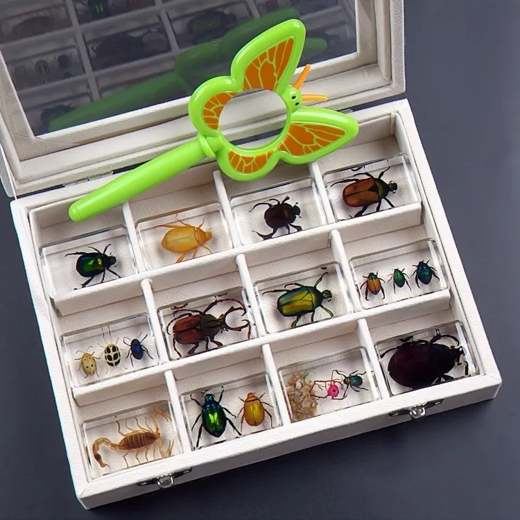 Real Insect Specimen Resin Scarab Spider Beetle Specimen Flower Marine Plant Teaching Kids Gift Box Room Home Decor