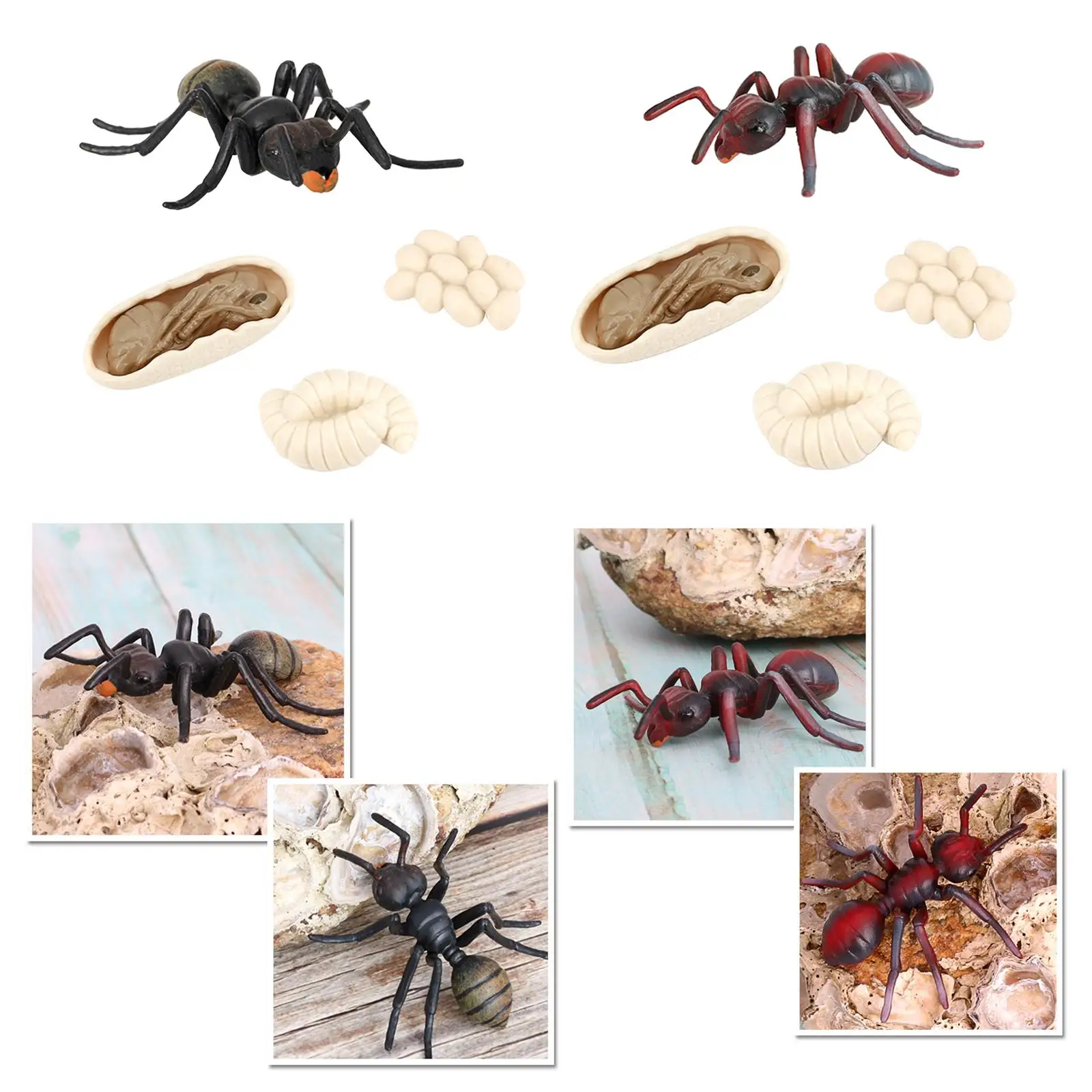 Toy Growth Cycle Model Set Ant Figures for Kids Classroom Education