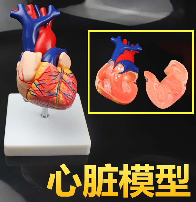 Medical 1:1 heart model  type-b ultrasonic model education instrument with pedestal