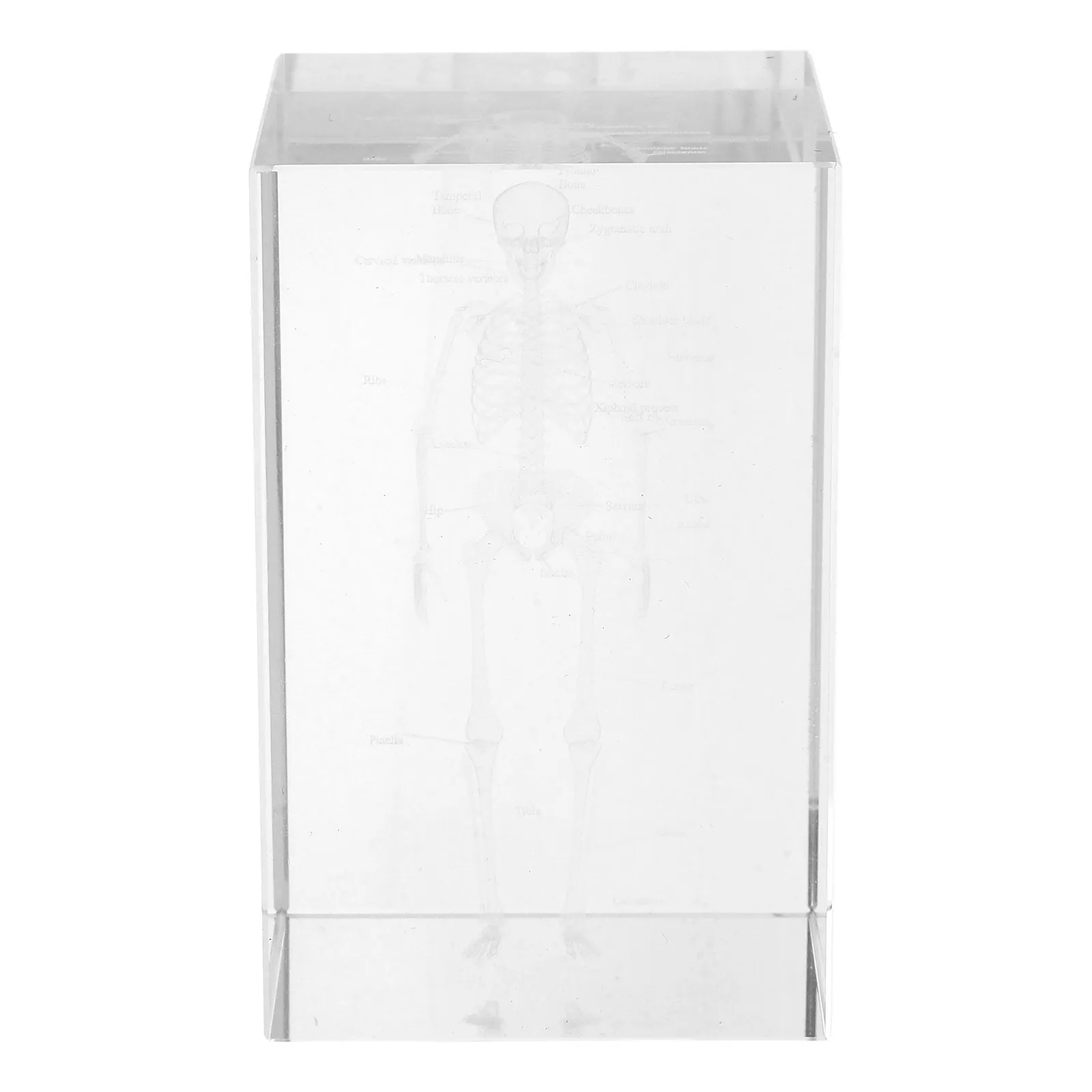 Crystal Human Anatomical Sculpture Internal Engraving 3D Cube Science Decor Educational Display Paperweight for Office