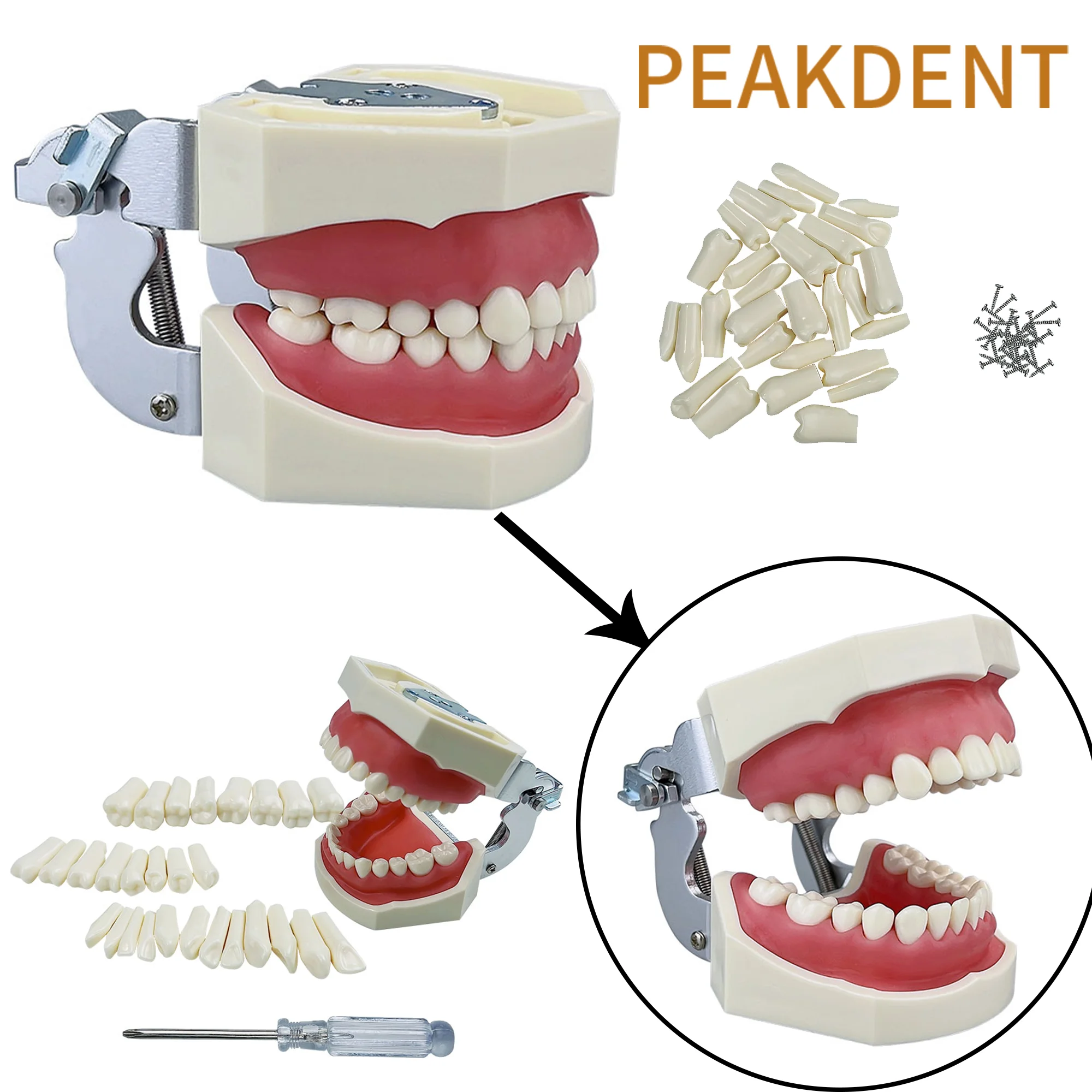 

Resin Dental Model Training Typodont Teeth Model For Dental Technician Practice Dentistry Typodont Models With Removable Tooth