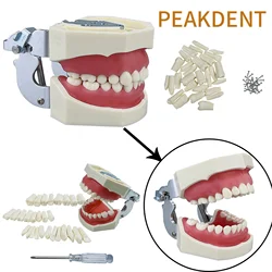 Model dentystyczny z żywicy treningowy Model zębów Typodont dla technik dentystycznych praktyka stomatologia modele Typodont ze zdejmowanym zębem