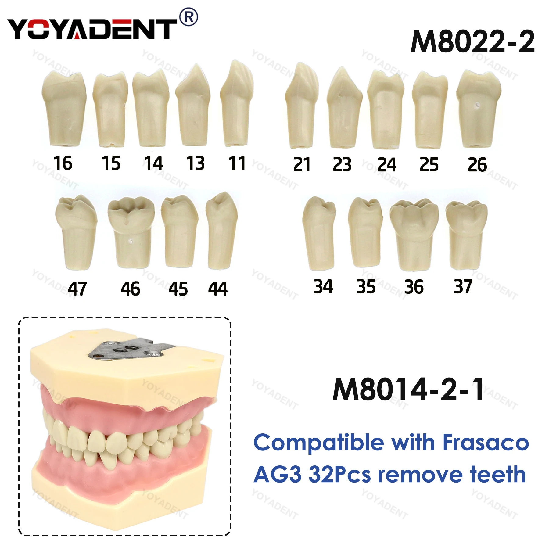 

Модель зубных зубов, 32 шт., сменные частицы зубов, ввинчивающиеся, тренировочные, подходят для челюстей Frasaco, модель зубов AG3, стоматологические аксессуары