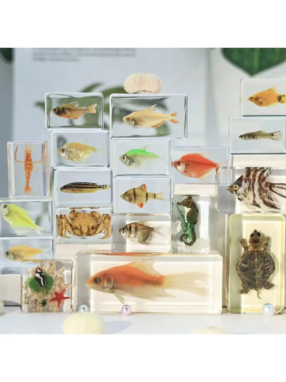 Résine époxy ambre de la vie Marine réelle, 29 pièces, spécimens d'étoile de mer/conque/crabe, outils pédagogiques scientifiques et artisanat de décoration aquatique