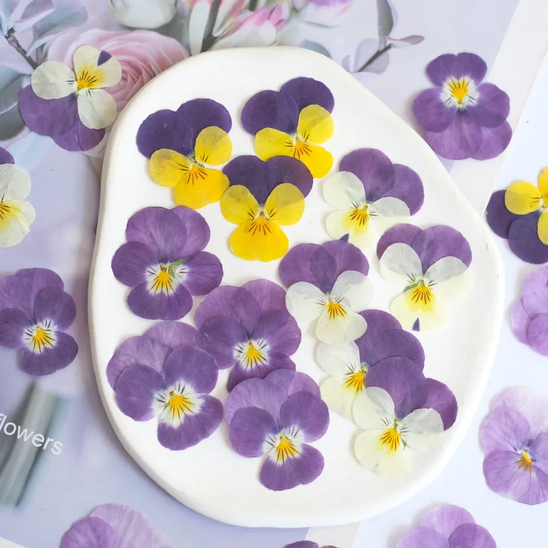 12 قطعة ، الطبيعة بانسي المجففة زهرة تنقش DIY بها بنفسك الايبوكسي جراب المحمول الجمال مسمار المواد زهرة إطار صور الزخرفية بتلات ماكياج