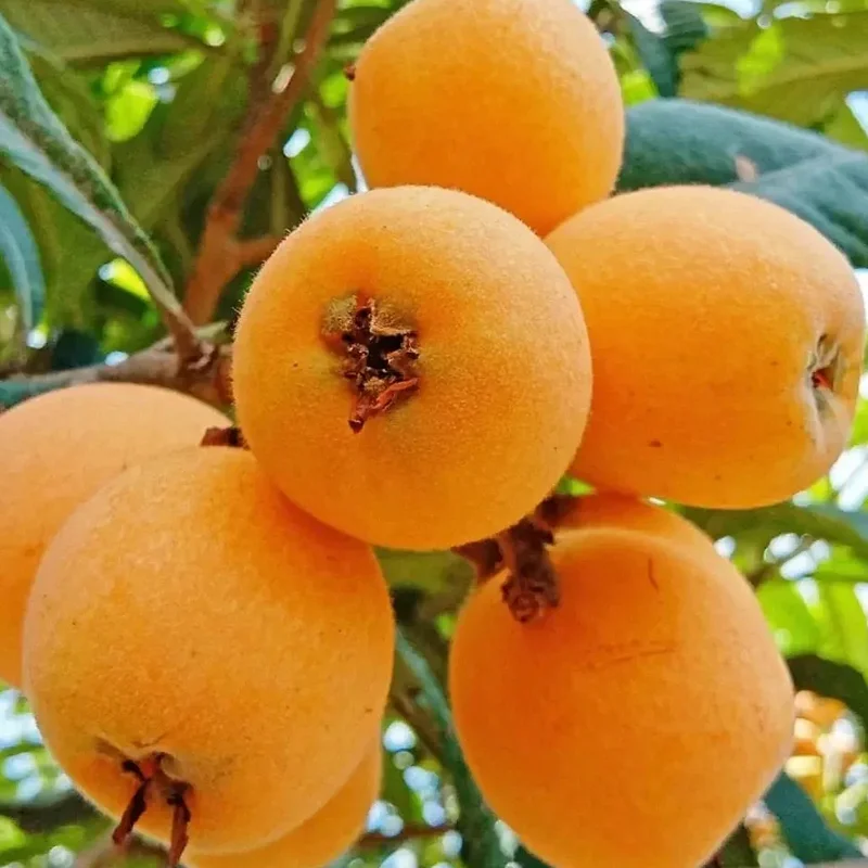 

Bᴜʀɴ ʙᴏᴅʏ ғᴀᴛ Improve fat metabolism, avoid obesity, develop a slim physique, promote stubborn fat consumption,