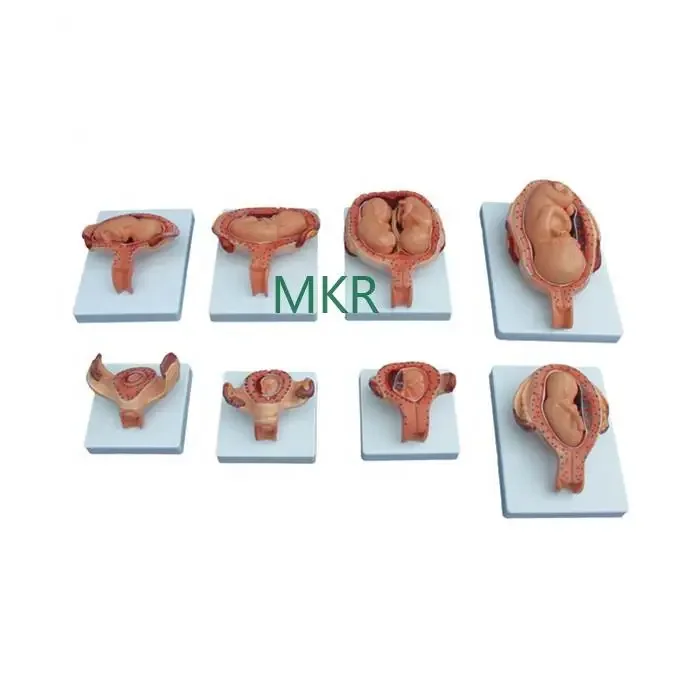 Medical science human female nursing training model the Development Process for baby Fetus teaching tool model price