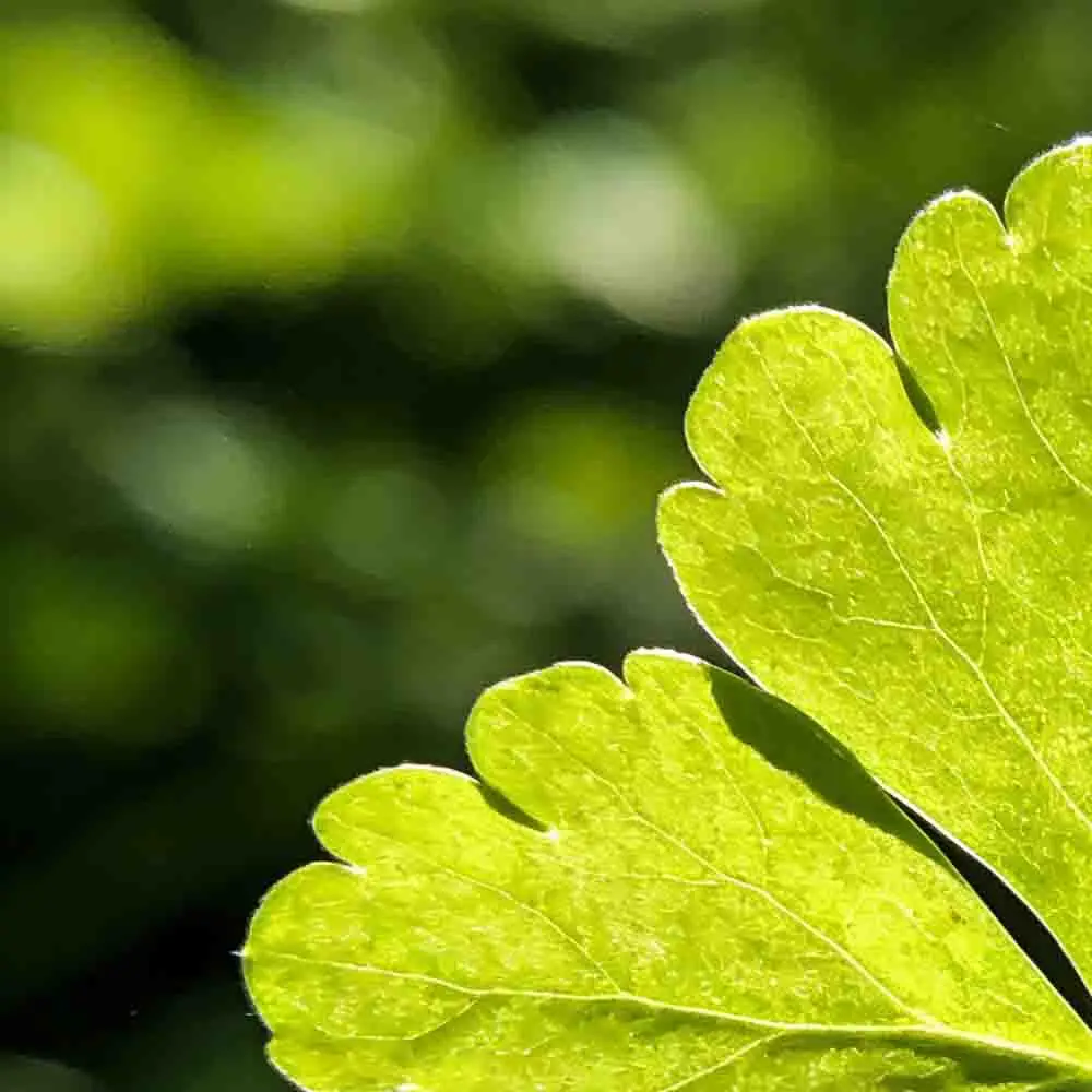 

BETAFPV Pavo Pico II O4/PNP ELRS 2.4G/SBUS Brushless Whoop Quadcopter Flagship Mini FPV Drone RC Tools