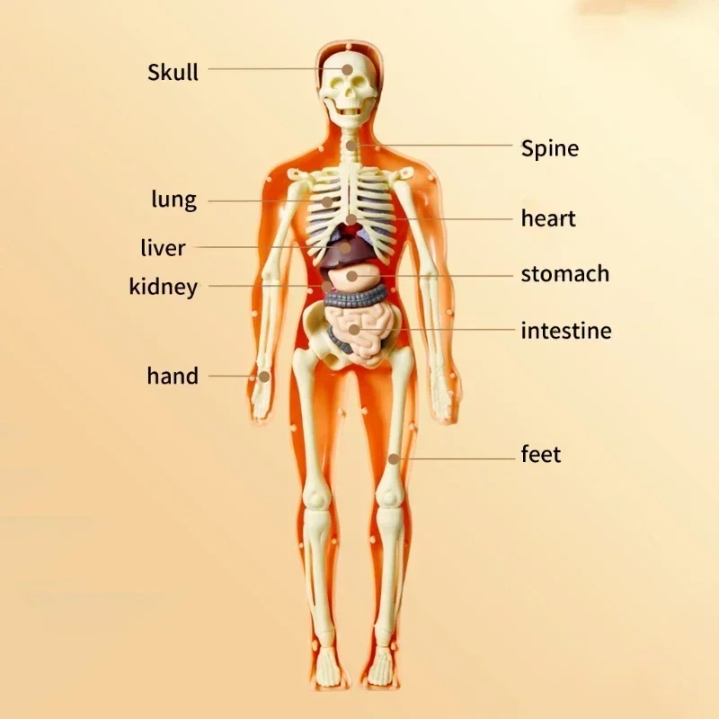 Pendidikan pencerahan Model bagasi manusia 3D, alat bantu mengajar medis untuk perakitan batang kerangka manusia yang dapat dilepas