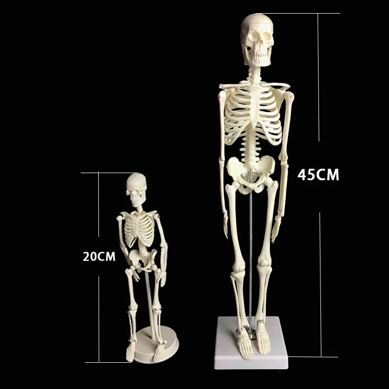 Human Skeleton Model Anatomy Human Body Model Joint Movable Removable Medical Model for Study Teaching Popular Science Supplies