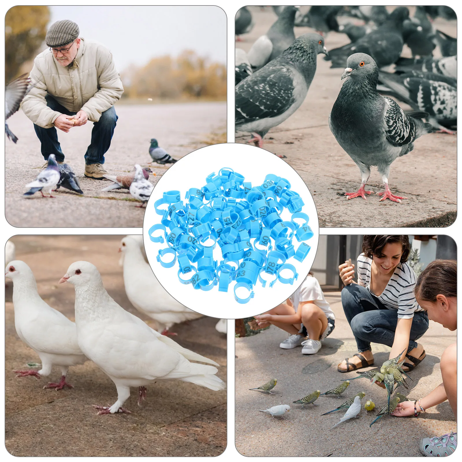 

100 Pcs Homing Pigeon Leg Band Identification Ring Accessories Bird Bands Abs Rings