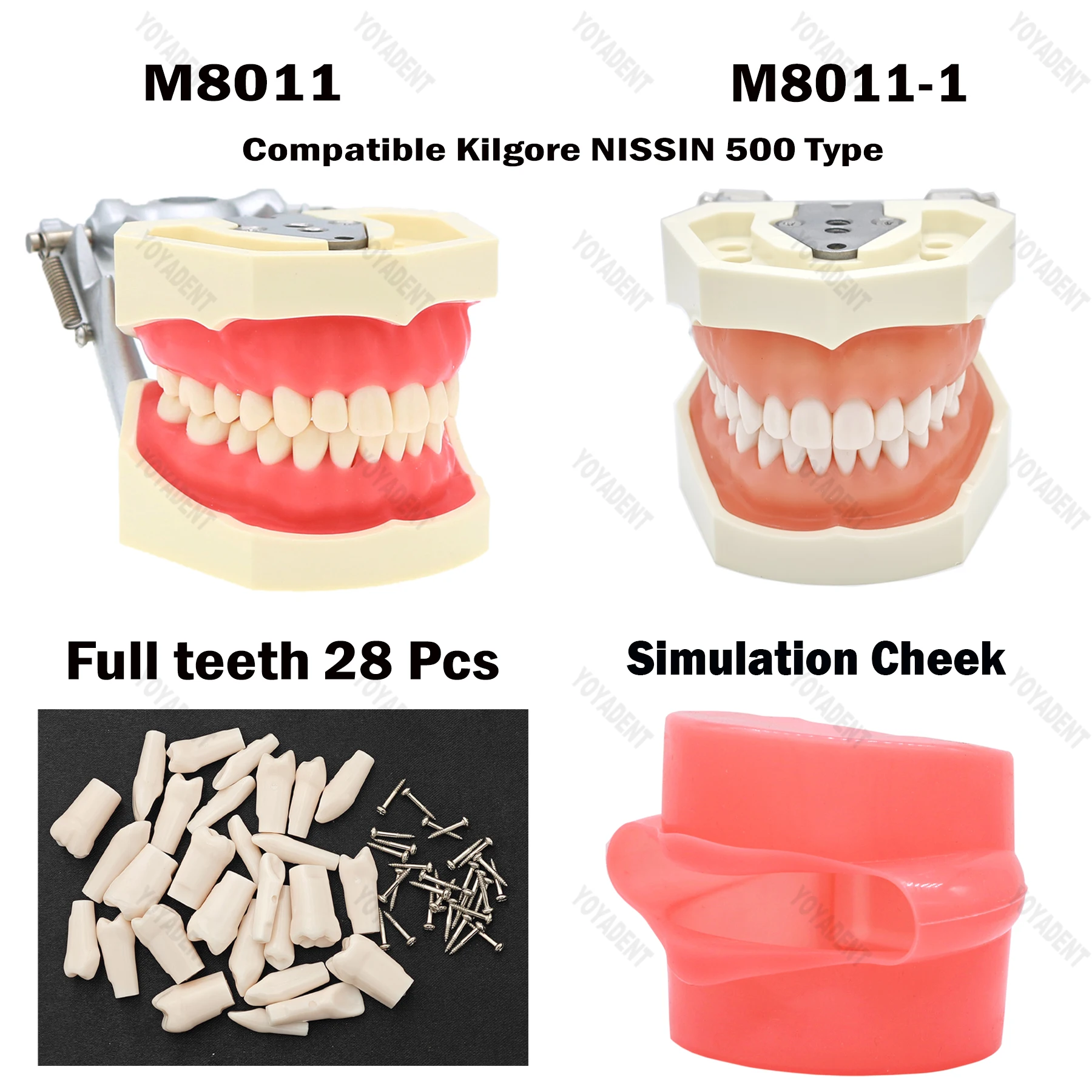 Dental Resins Model Screw-in Removable Teeth Compatible Kilgore NiSSIN 500 Type Teeth Teaching Model Training Demo Material