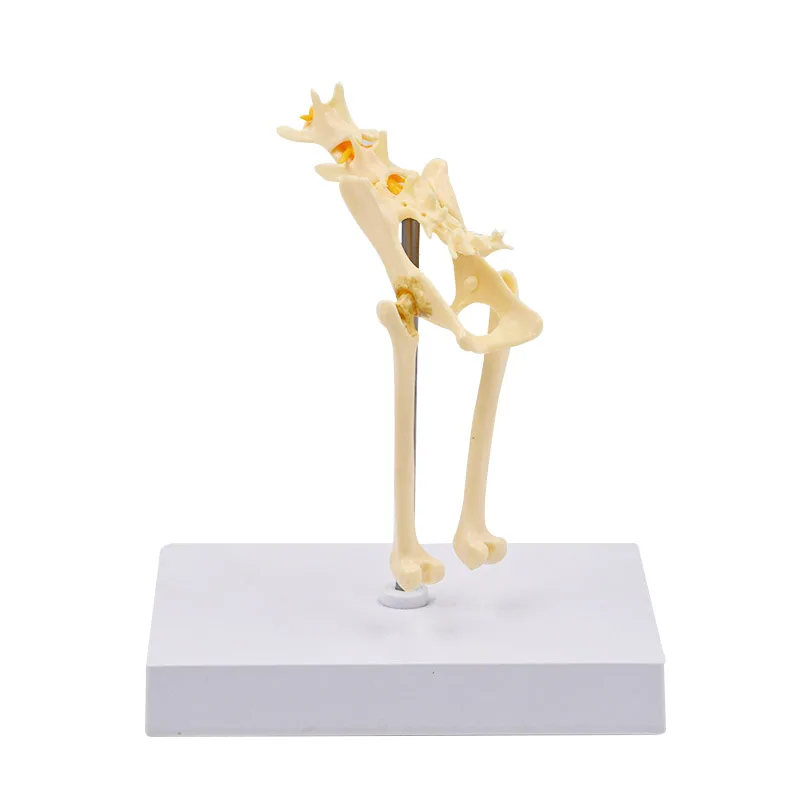 نموذج عظمة الحوض القط بالحجم الطبيعي هيكل عظمي القطط مع فقرة قطنية وحبل العمود الفقري هدية تعليمية طبية تشريحية #3