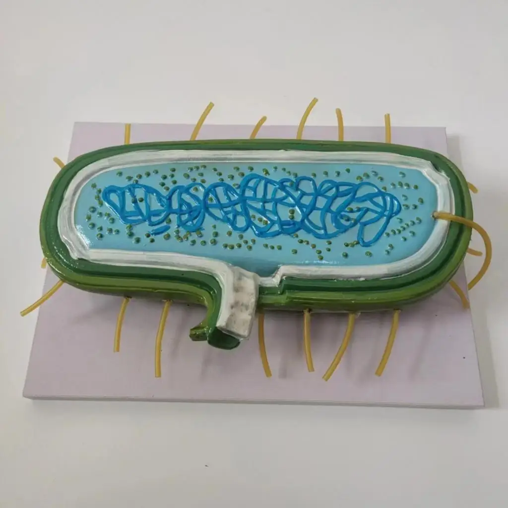 Enlarged Bacterial Model Teaching Instrument for Biology Class Educational Tool PP Plastic Student Demonstration Model for