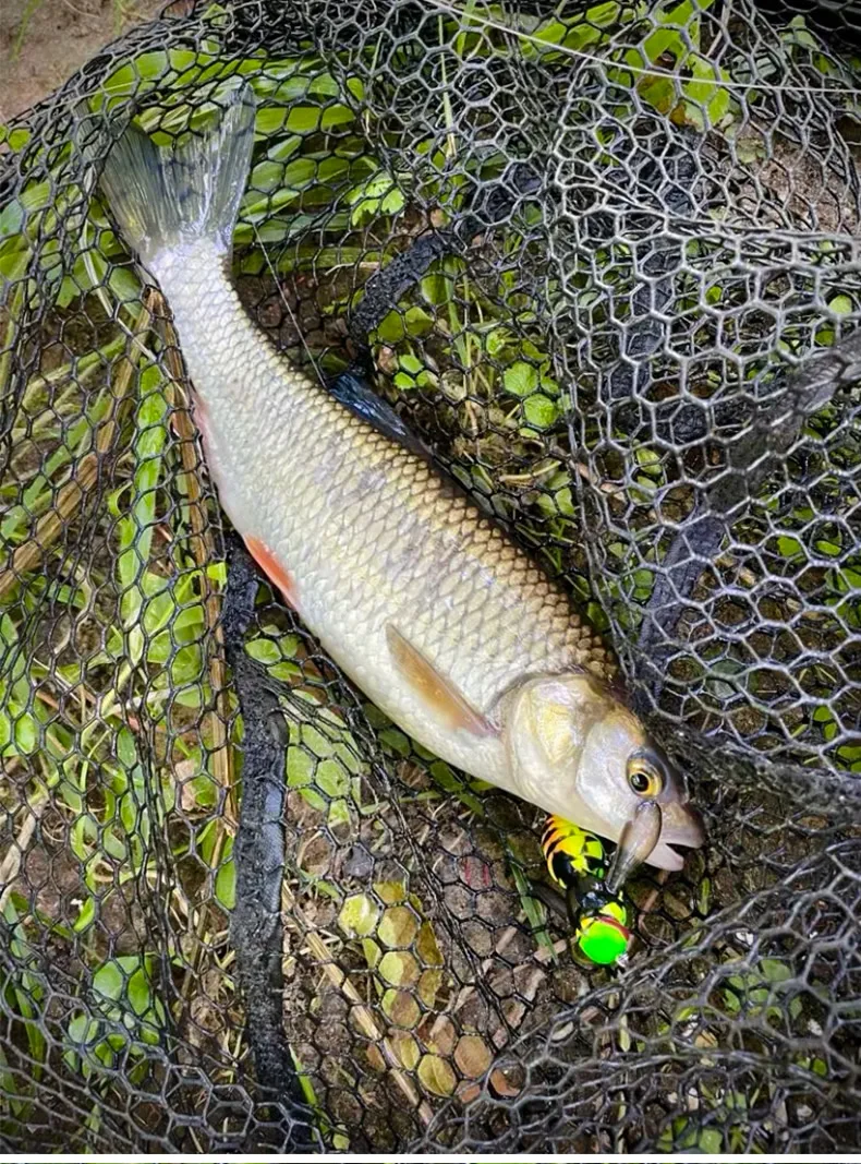 Kingdom Wasp Crawl Bait Schwimmender Angelköder 4,2g/40mm 6,6g/48mm Insekten-Bionik-Swimbaits Oberflächenköder Künstlicher Harter Köder – Detail 6