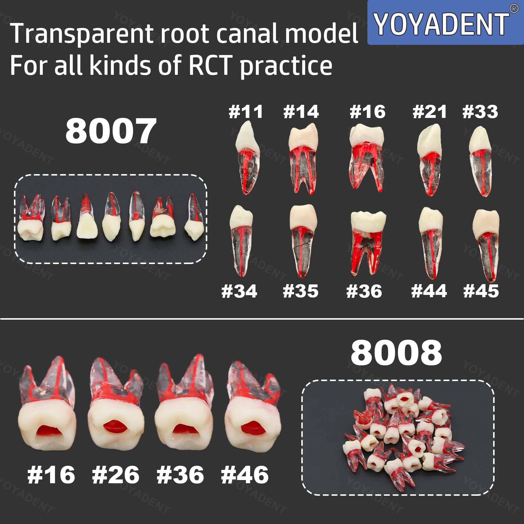 

Модель зубов с корнем зуба, гранулы для зубов из смолы, размер 1:1, тренировочная модель RCT, тип килограммы, ниссина для подготовки полости, наполнения