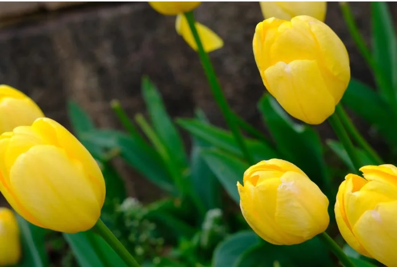 

WIFI беспроводной умный дверной звонок с камерой удаленный двусторонний голосовой домофон ночного видения домашний видео дверной звонок для семейной безопасности