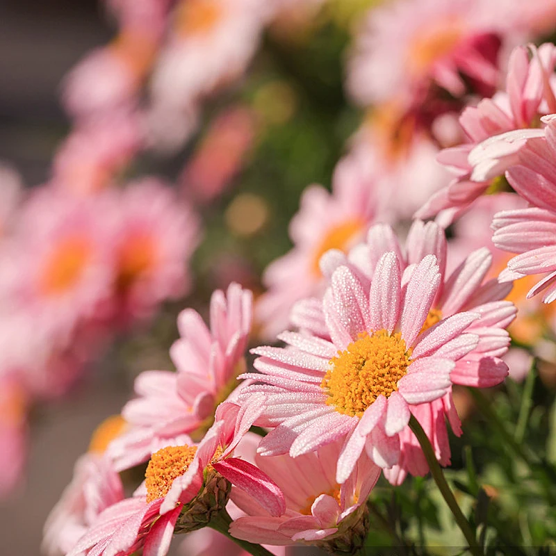 

HAKRC 8BIT 35A/45A/50A BLHeli_S 32BIT 40A/60A/65A BLHeli_32 2-6S 4-в-1 Бесколлекторный ESC для FPV-дронов и радиоуправляемых гоночных квадрокоптеров