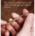 cordyceps
