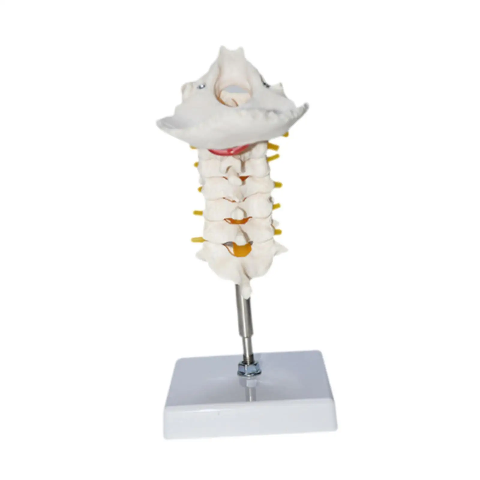 

7 Section Cervical Vertebra Model Spine PVC Intervertebral Discs with Nerve Arteries for School Sturdy Showing Classroom Science