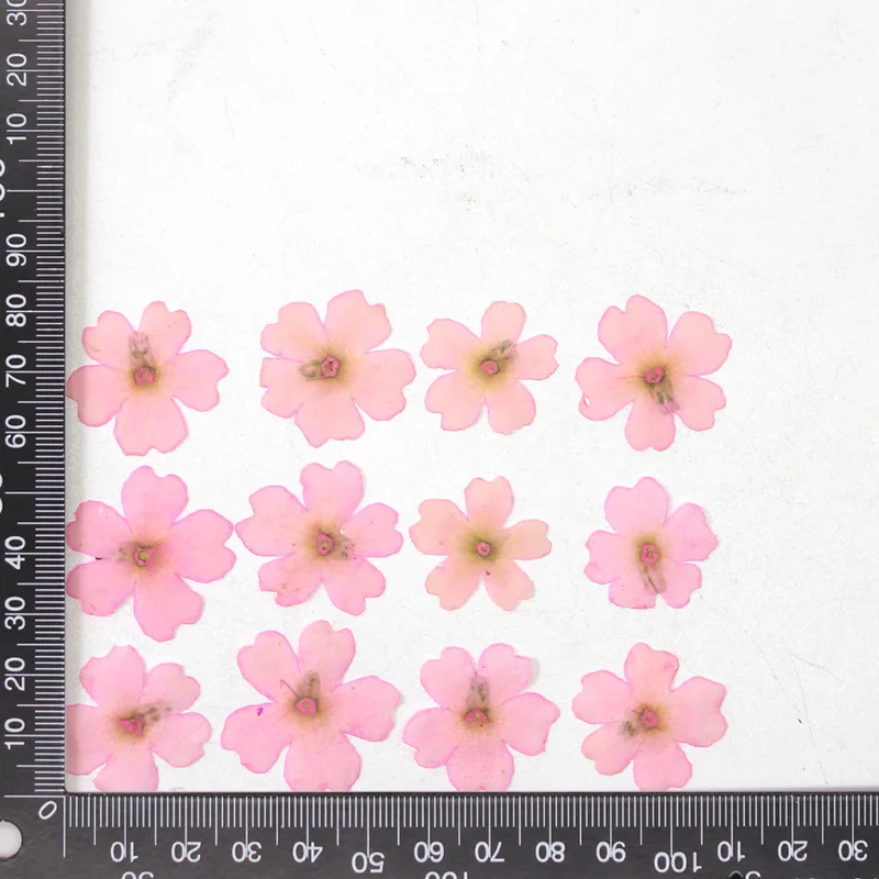 12 Stück, echte getrocknete Blumen, Prägematerialien, DIY-Zubehör für Epoxidharz, für Handyhüllen, Nagelkunst, Gesichtsaufkleber, handgefertigte Dekoration – Detail 14