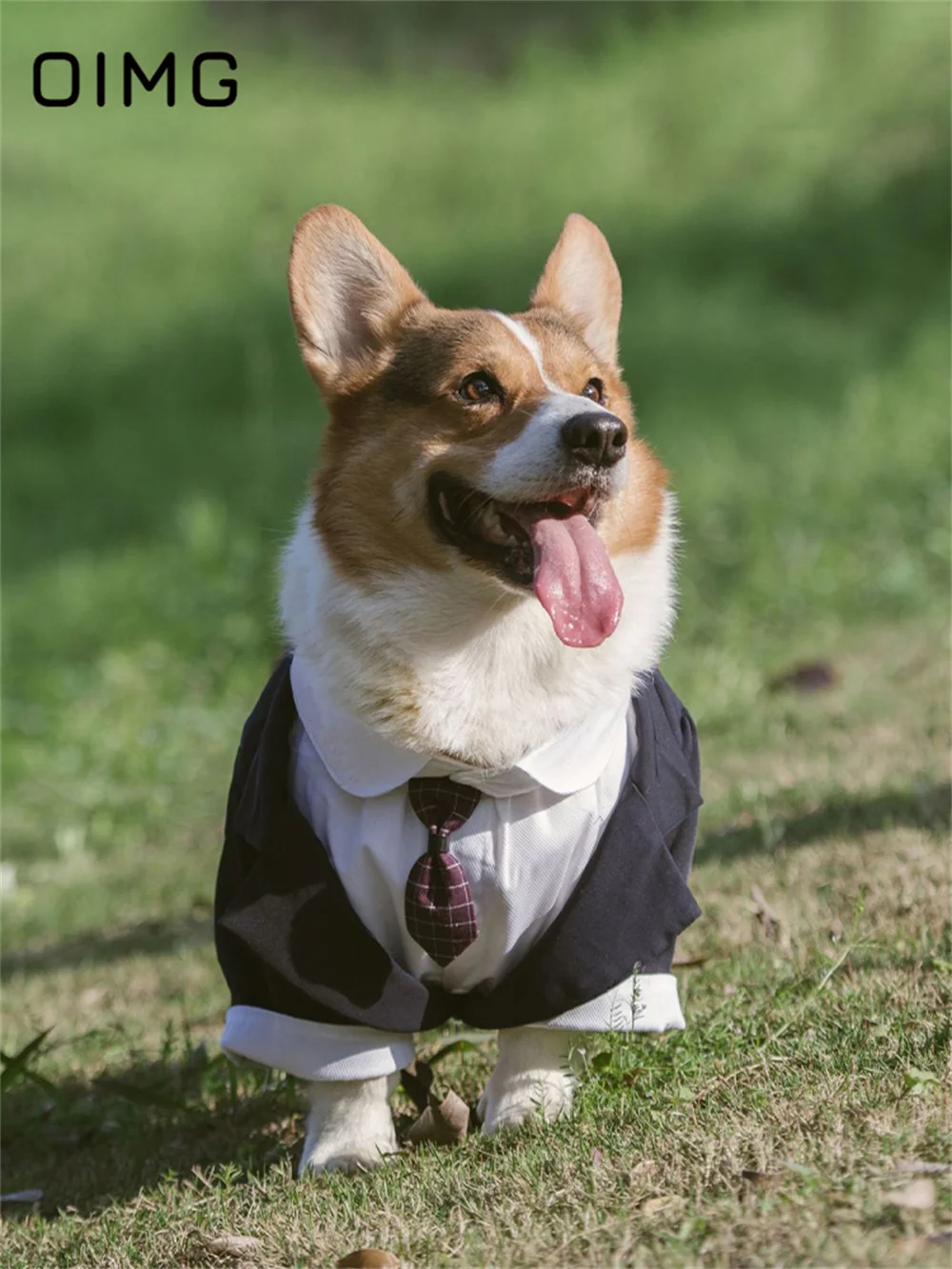 OIMG-Terno de duas peças falso cão com gravata, Pet Tailcoat, Cavalheiro de casamento, Corgi Shiba Inu, Border Collie, cães grandes